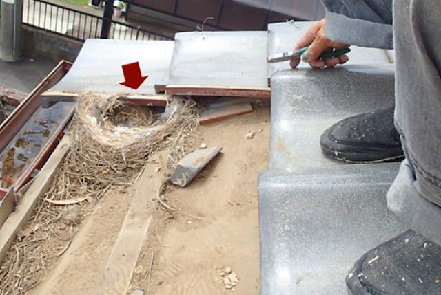 【神戸市垂水区】春に鳩が増える理由とは？屋根・太陽光パネル被害と正しい対策を解説